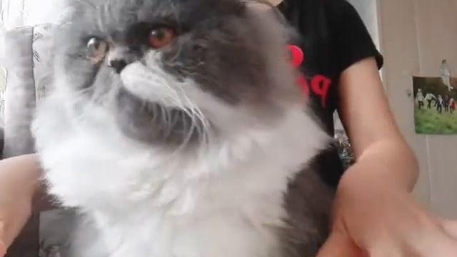 Miyagi & Эндшпиль ( Половина моя) cover смотреть онлайн