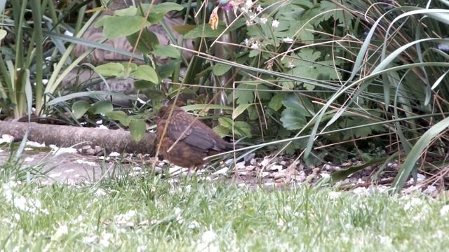 Baby blackbirds in the garden, May 2013 смотреть онлайн