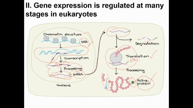 Regulation of gene expression in eukaryotes (part 1) смотреть онлайн