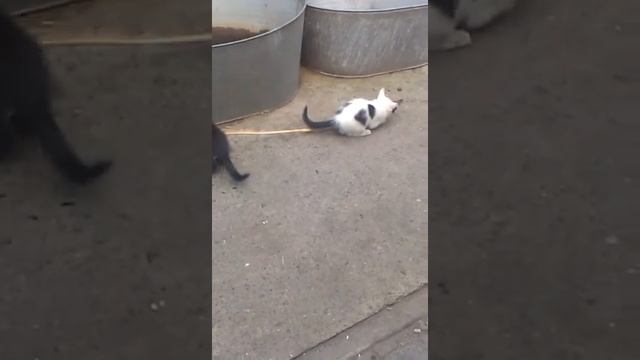 котята и чесночный стебель смотреть онлайн