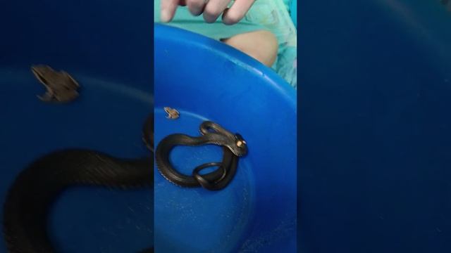 уж ест лягушка 🐸 смотреть онлайн