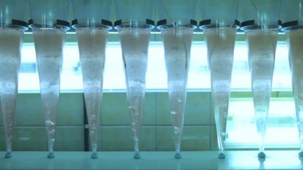 Arsal, LLC (Yarovoye, Russia) Artemia Salina cysts processing.