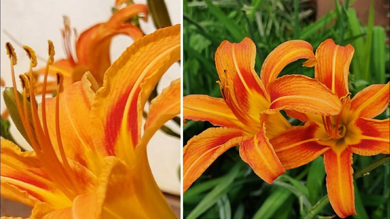 All you want to know about daylilies/ April lily complete care guide/How to grow daylilies смотреть онлайн