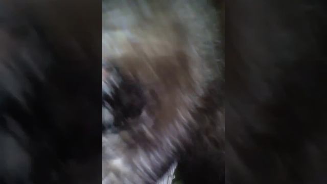 пгт. Селенгинск, мкр-он Берёзовый, магазин "Лиза", травмированный котёнок в коробке плакал сутки... смотреть онлайн