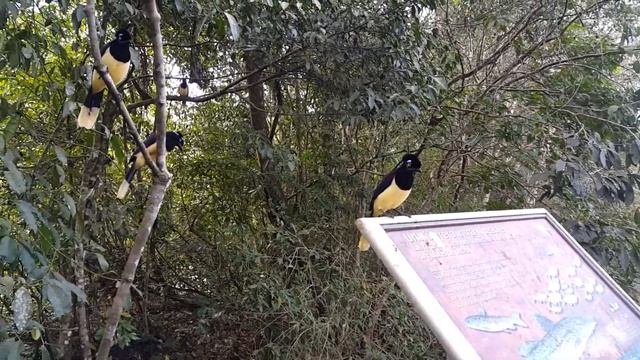 Viajando Por el Mundo Argentina Flora y Fauna de Iguazu Hernando Betancourt Suarez смотреть онлайн
