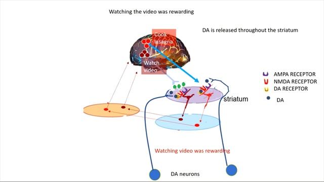 Basal Ganglia and Dopamine, part 3 смотреть онлайн
