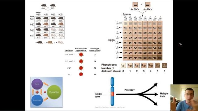 Modern Synthesis Theory of Evolution смотреть онлайн