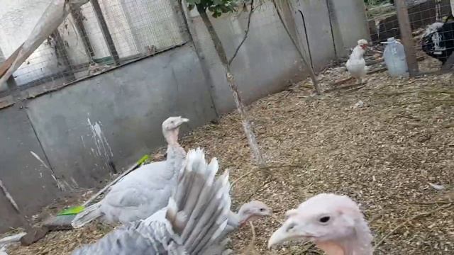 Индюшата мои хорошеют!!! смотреть онлайн