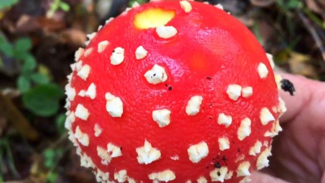 Muhara (Amanita muscaria) смотреть онлайн