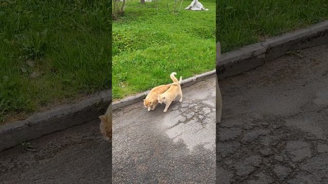 Рыжие котята! смотреть онлайн