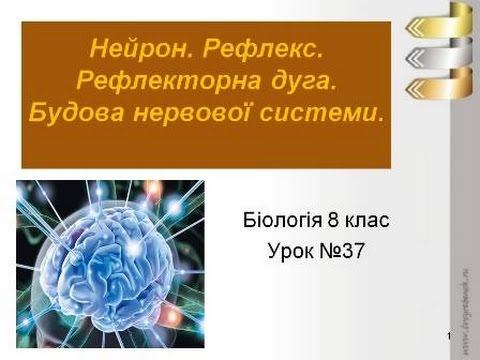 Нервова система людини смотреть онлайн