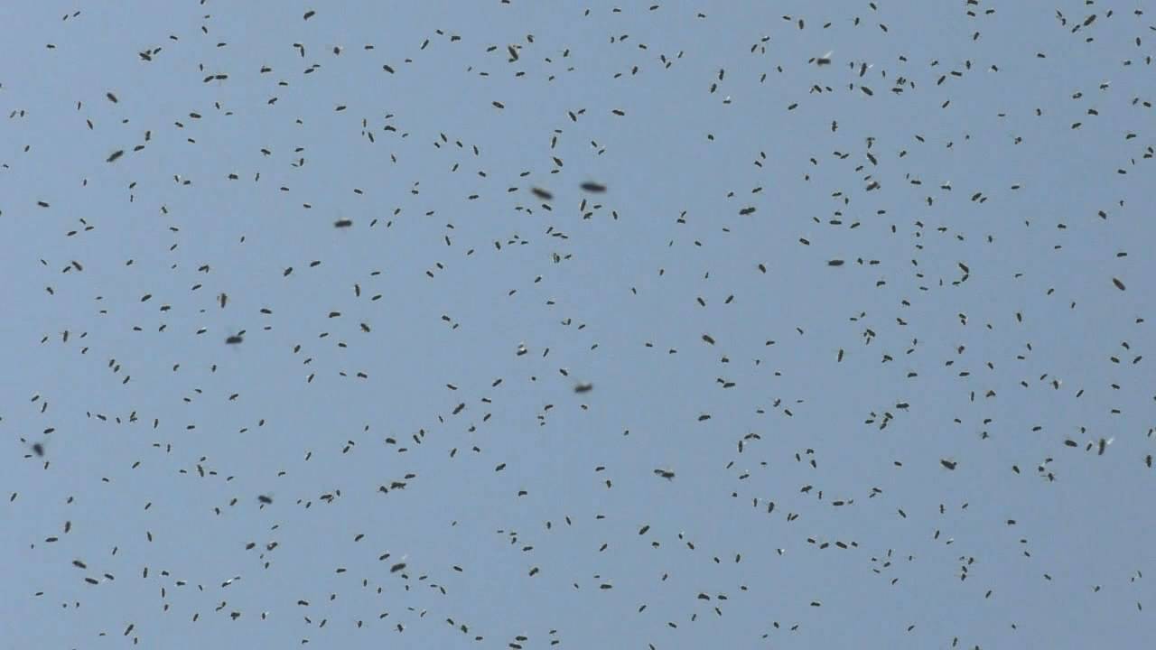 Одна из причин частого роения пчел смотреть онлайн