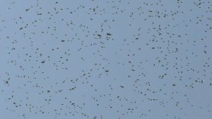 Одна из причин частого роения пчел