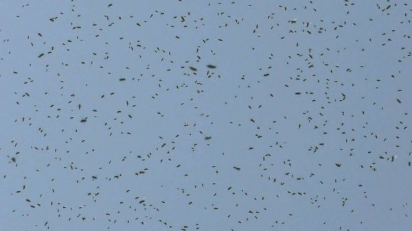 Одна из причин частого роения пчел