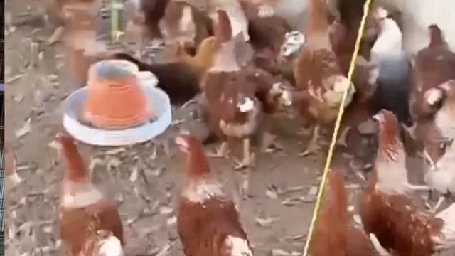 Lohman brown Poultry Farming in Pakistan || How to start small poultry farming business || BhAi Ali смотреть онлайн