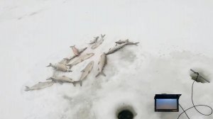 Рыбалка для души. В поисках сига. 26.11.2024