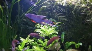 Черные макроподы