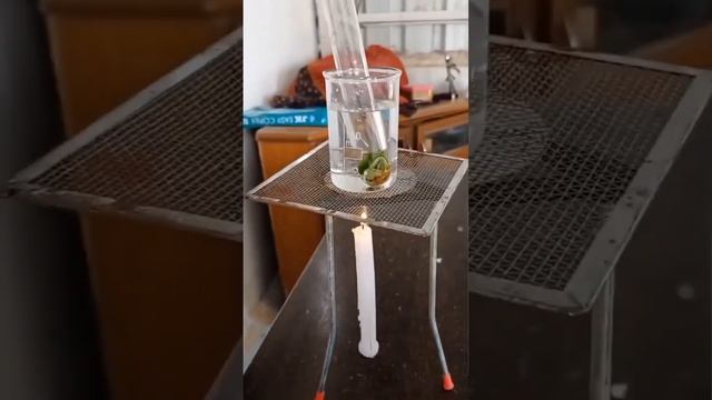 Starch test ! Ro test the presence of chlorophyll😳 #scienceexperiment #education #learning #youtub смотреть онлайн