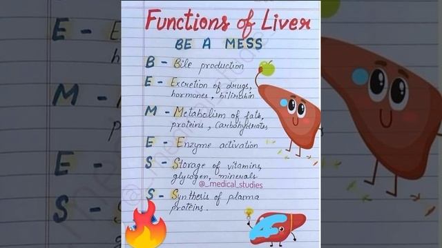 function of liver notes смотреть онлайн