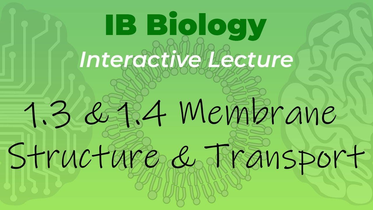 IB Biology 1.3 & 1.4 - Membrane Structure & Transport - Interactive Lecture смотреть онлайн