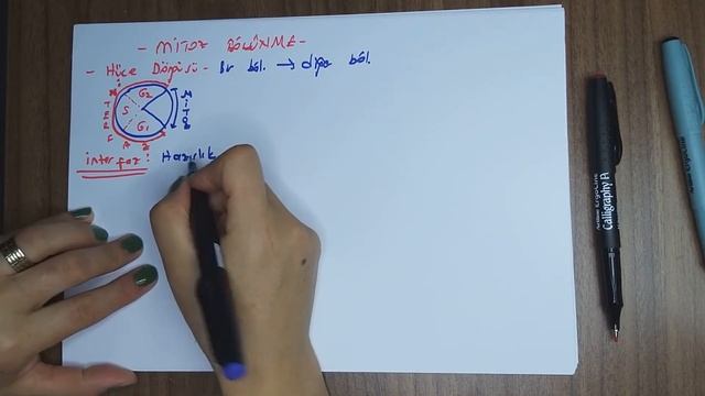 Hücre Bölünmeleri- Mitoz Bölünme 1 ( Karyokinez) ( 10. Sınıf) смотреть онлайн