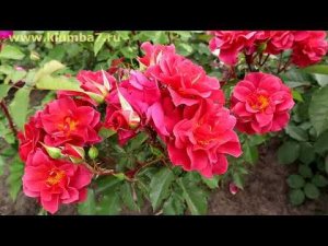 Розы постоянноцветущие. Цветут без перерыва, все лето!
