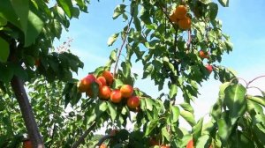 Абрикос КУЛГАТ: прекрасный ранний самоплодный сорт