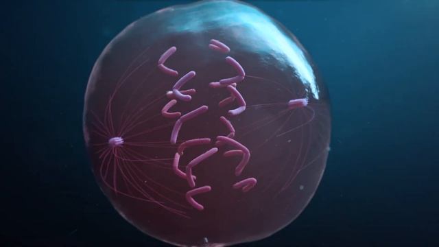 Mitosis смотреть онлайн