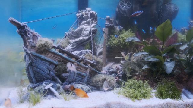 4K - Aquarium Testaufnahme X-T4 - Aqua EL 49 Liter Cube - Süßwasser - Das gesunkene Schiff смотреть онлайн