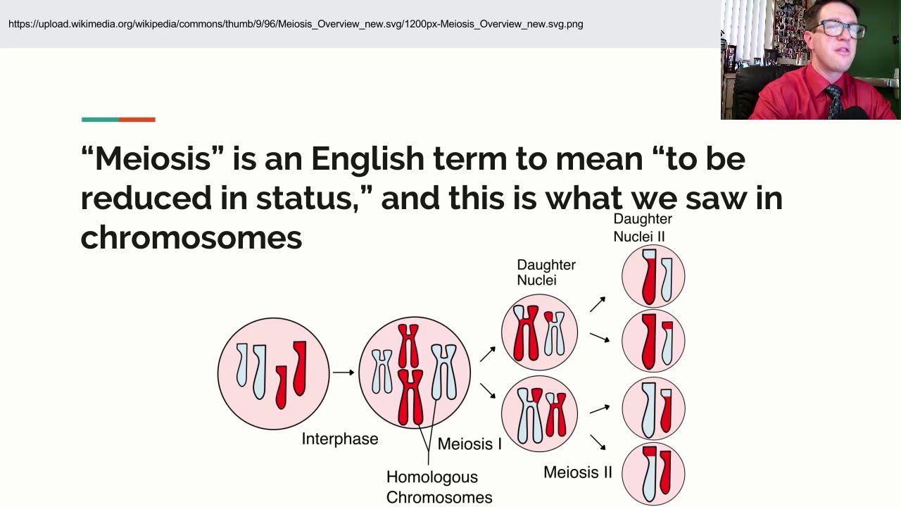 AP Biology Lecture 29 Cellular Replication смотреть онлайн