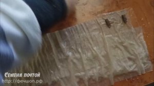 Как прорастить семена лагенарии?