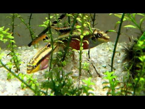 Pelvicachromis pulcher first spawning. Попугайчики. Первый нерест. смотреть онлайн
