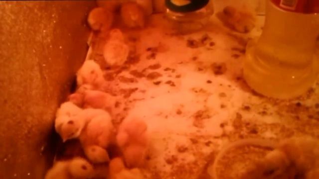 Инкубация перепелиных яиц / Инкубационное яйцо почтой // Результат смотреть онлайн