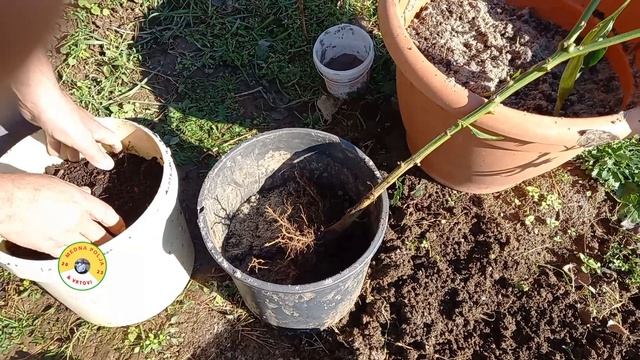 UZIMLJAVANJE SJEMENA PAPRIKE KAKO SU RADILI BAKA I DJEDA смотреть онлайн