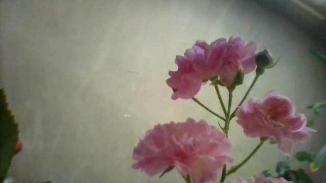 Видеоцикл "Буханка бородинского в смартфоне или причастие для святых грешников от бабы-яги" :) смотреть онлайн