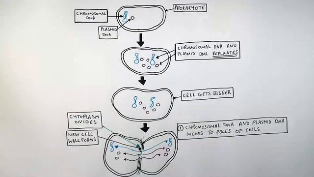 Binary Fission in Bacteria - GCSE Biology | kayscience.com смотреть онлайн