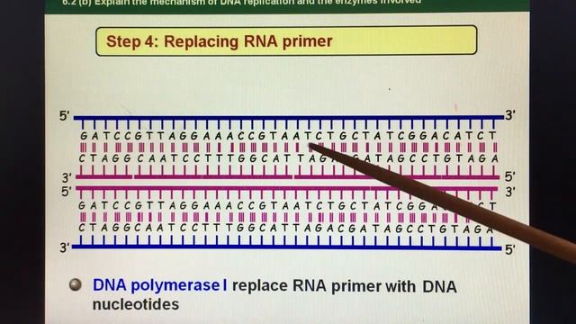 DNA Replication Part 5 смотреть онлайн