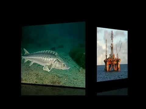 Көпжасар Аяжан 10 сынып оқушысы "Қазақстанның экологиялық мәселелері" смотреть онлайн