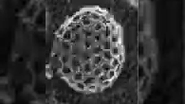pinocytosis developement reconstruction from sem смотреть онлайн