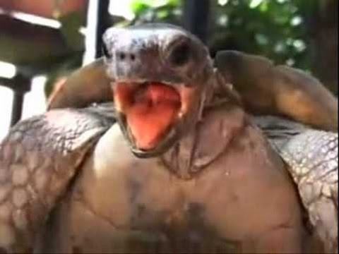 PAYDAY 2 challenge: Turtle Mouse sensitivity смотреть онлайн