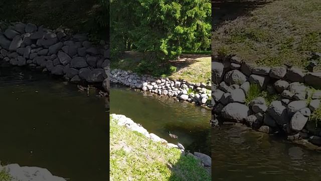 утка ныряет под воду в Екатерининском парке смотреть онлайн