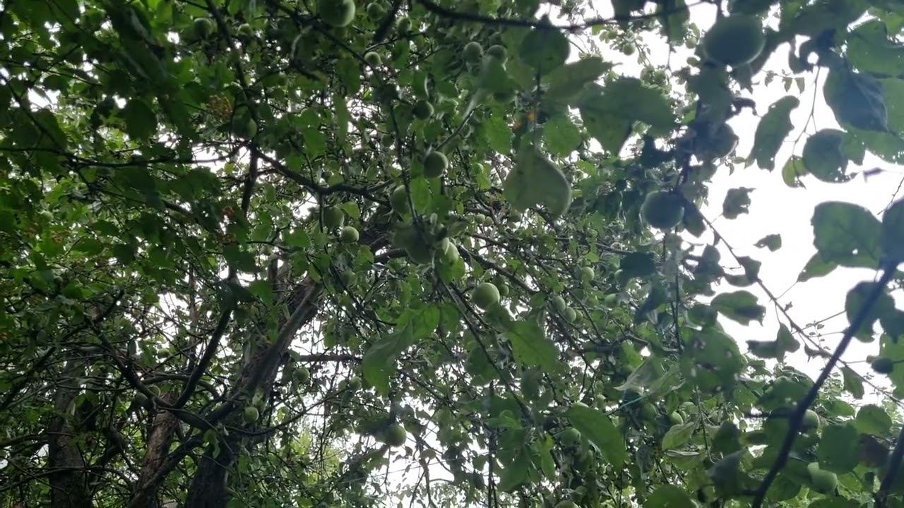 Уроки Паразитологии в Телеграм канале.Великая Магиня или крыса и стукач? смотреть онлайн
