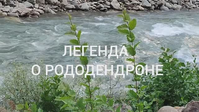ЛЕГЕНДА О РОДОДЕНДРОНЕ. ПУТЕШЕСТВИЯ ПО СОЧИ. 2024.07.24 смотреть онлайн