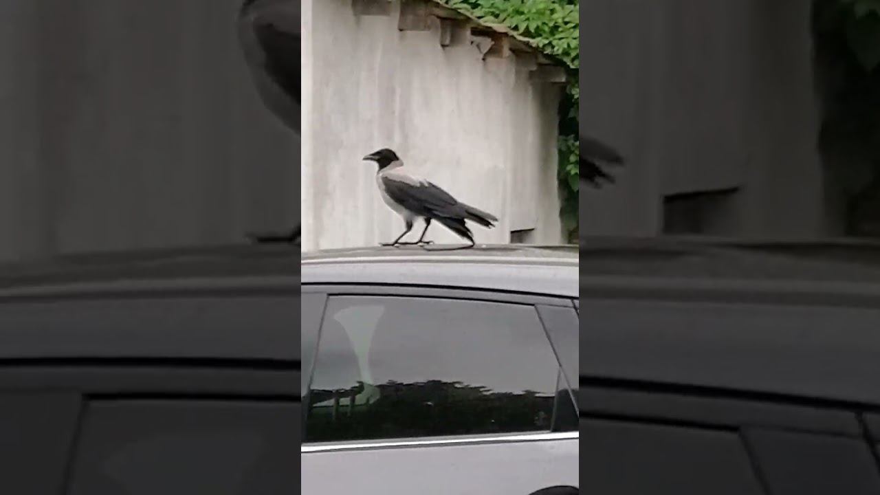 Взлетка смотреть онлайн