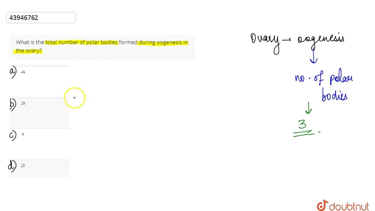 What is the total number of polar bodies formed during oogenesis in the ovary? смотреть онлайн