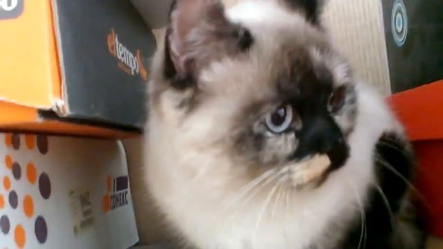 Селена - маленький бэтмен смотреть онлайн