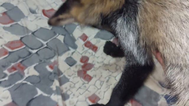 Лиса Леся - Когда не спится смотреть онлайн