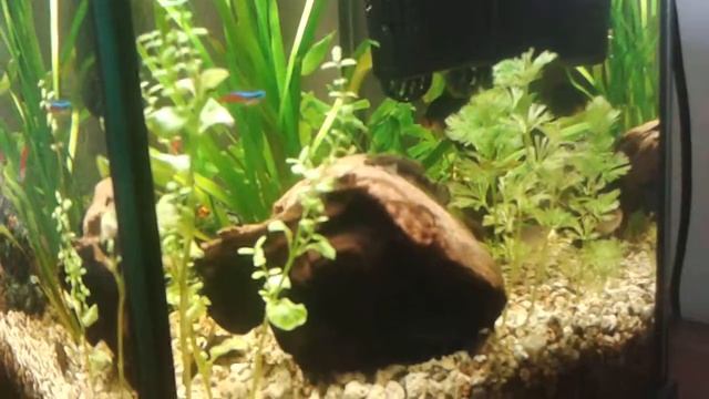 30 liter aquarium смотреть онлайн