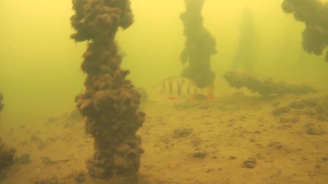 СТАЯ КРУПНОГО ОКУНЯ В ПОДВОДНОМ ЛЕСУ. ПОИСК РЫБЫ С ПОДВОДНОЙ КАМЕРОЙ. ПЕРВЫЙ ЛЕД 2022-23 смотреть онлайн