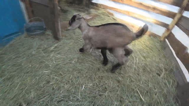 БРОСИЛ ВСЁ и увёз! Вот козёл... // Жизнь в деревне